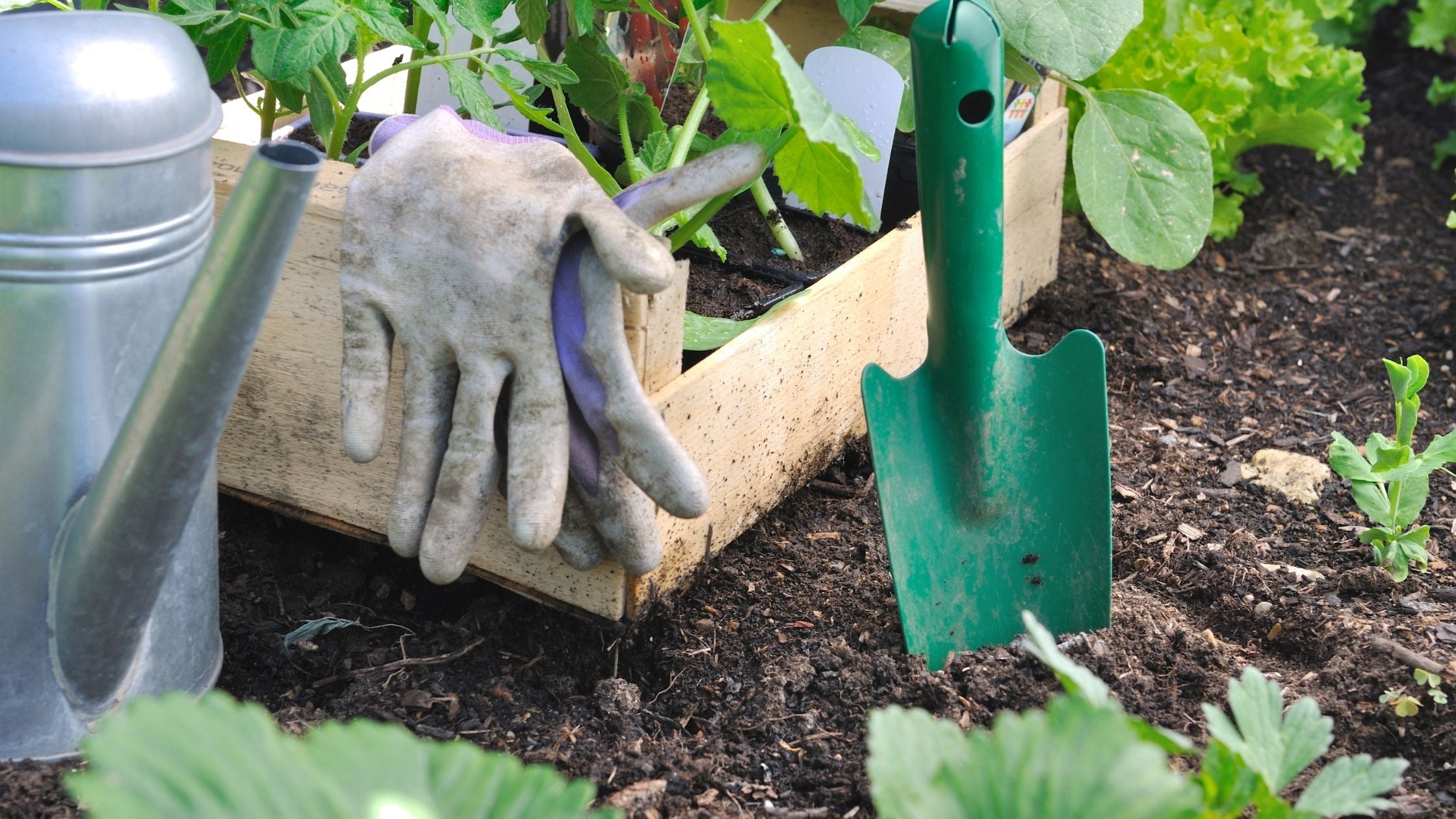Cómo-cuidar-tus-plantas-en-verano
