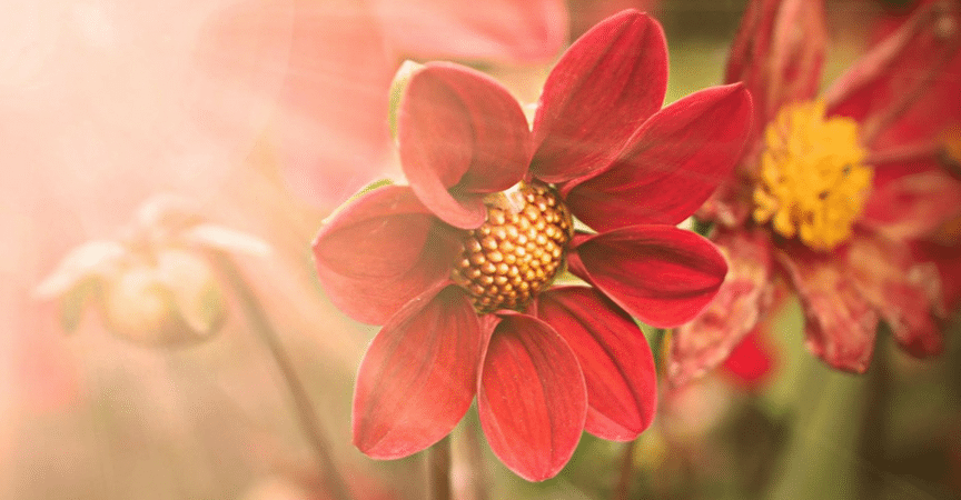 Consejos para combatir el calor de tus plantas