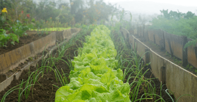 Qué-cultivar-en-agosto