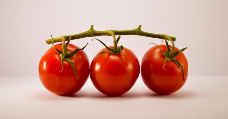 todo-sobre-el-tomate