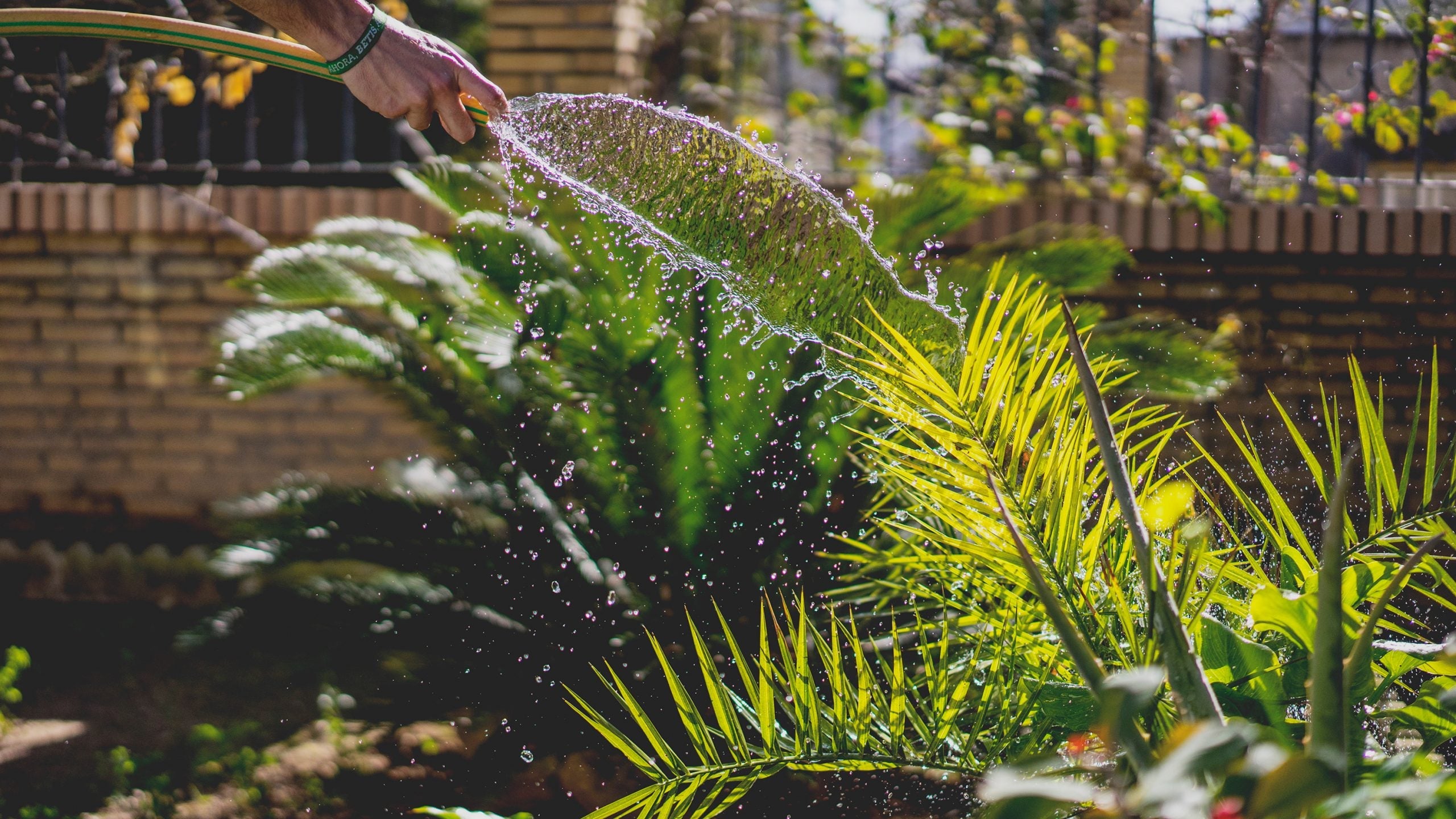 cuidados del jardin en verano