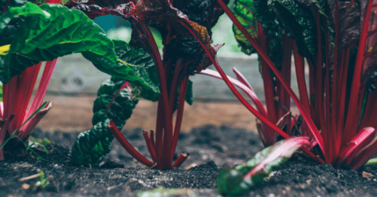 Qué cultivar en Abril