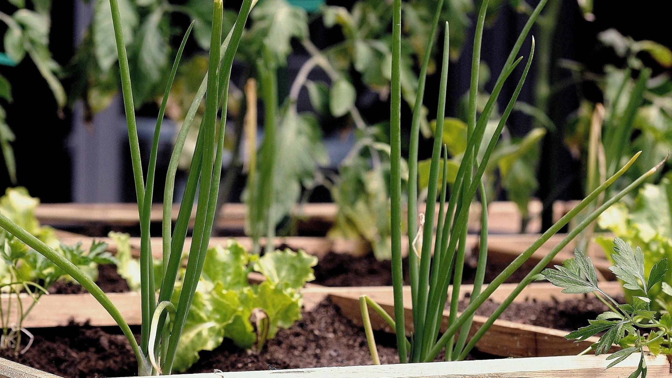 T3-BANNER-Blog-Cultivar-en-junio