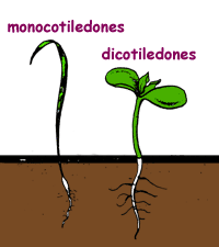 diccionario-jardineria-gardeneas-cotiledon