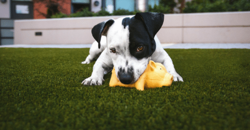 Césped artificial y mascotas… ¡Todo ventajas!