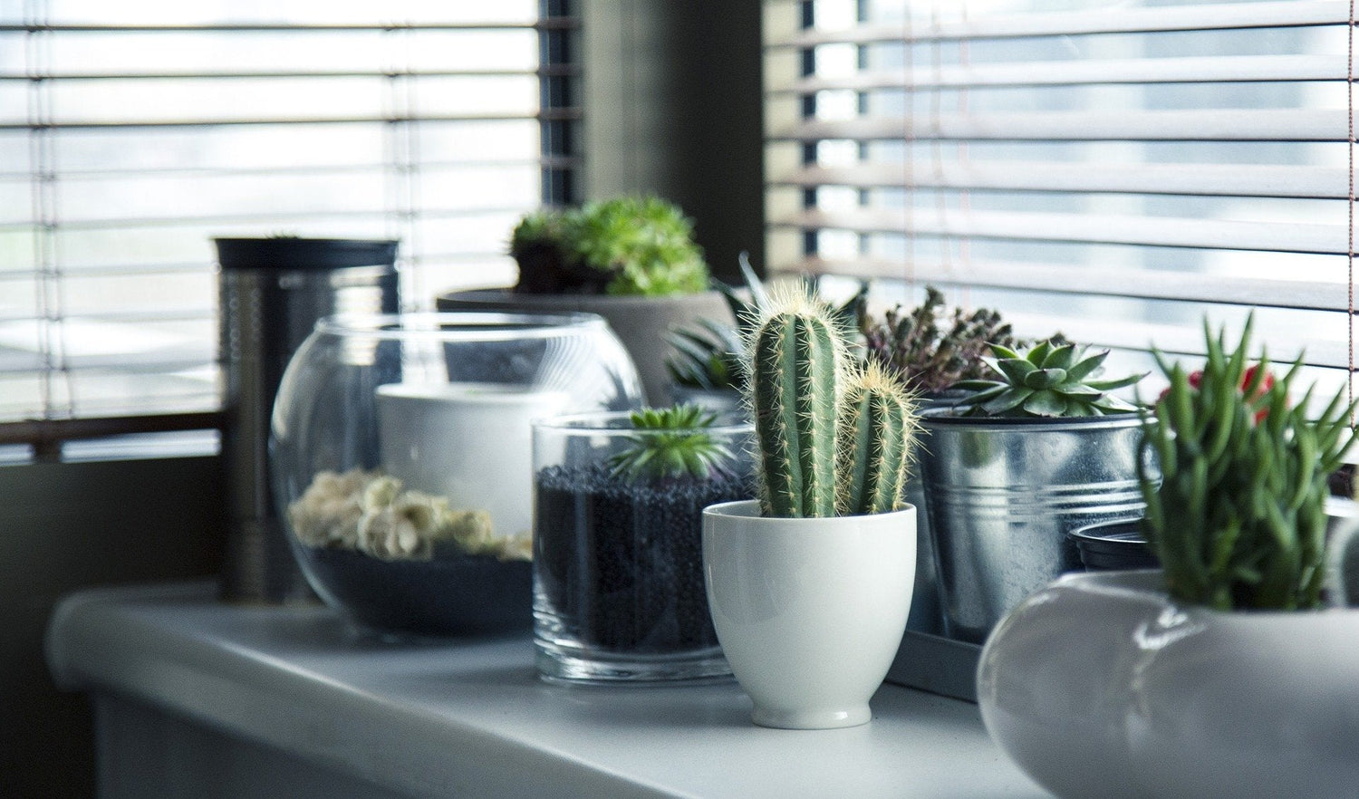 como-regar-mis-plantas