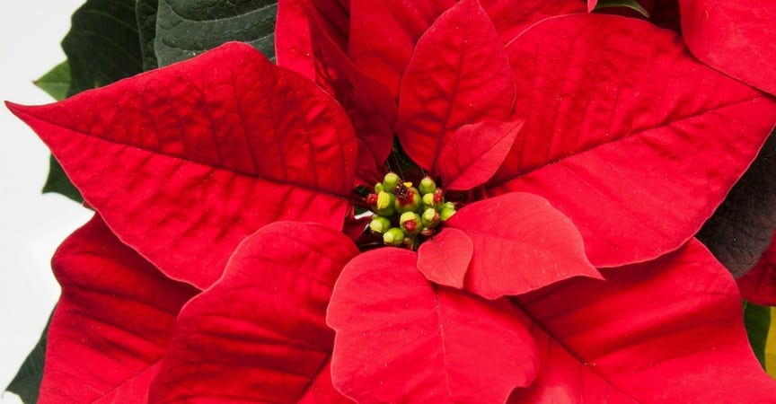 como-cuidar-flor-de-pascua-gardeneas-01