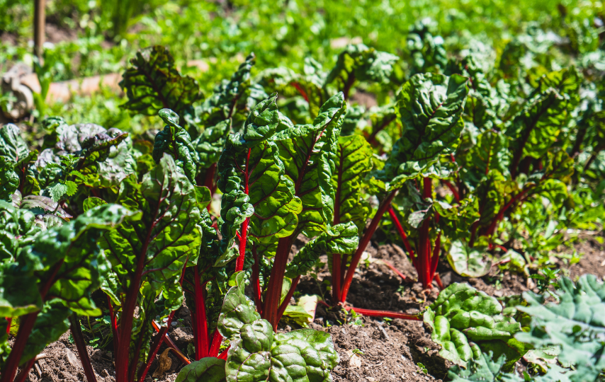 Qué cultivar en diciembre