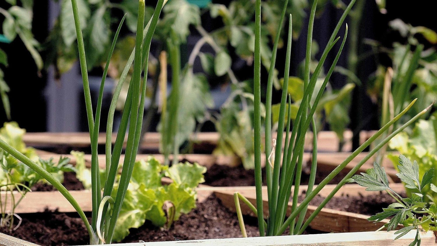 T3-BANNER-Blog-Cultivar-en-junio