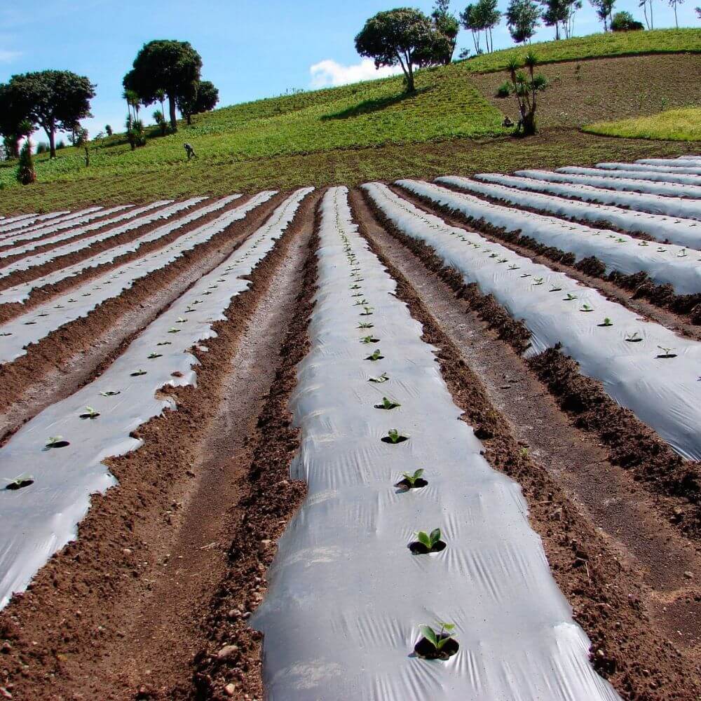 Plástico para siembra Natural - 368m²