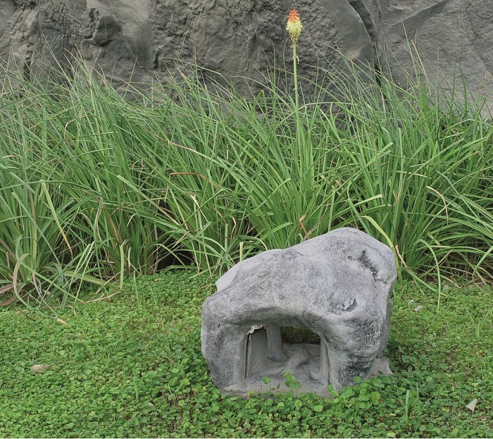 Semillas de Césped  Dichondra - 1 kg