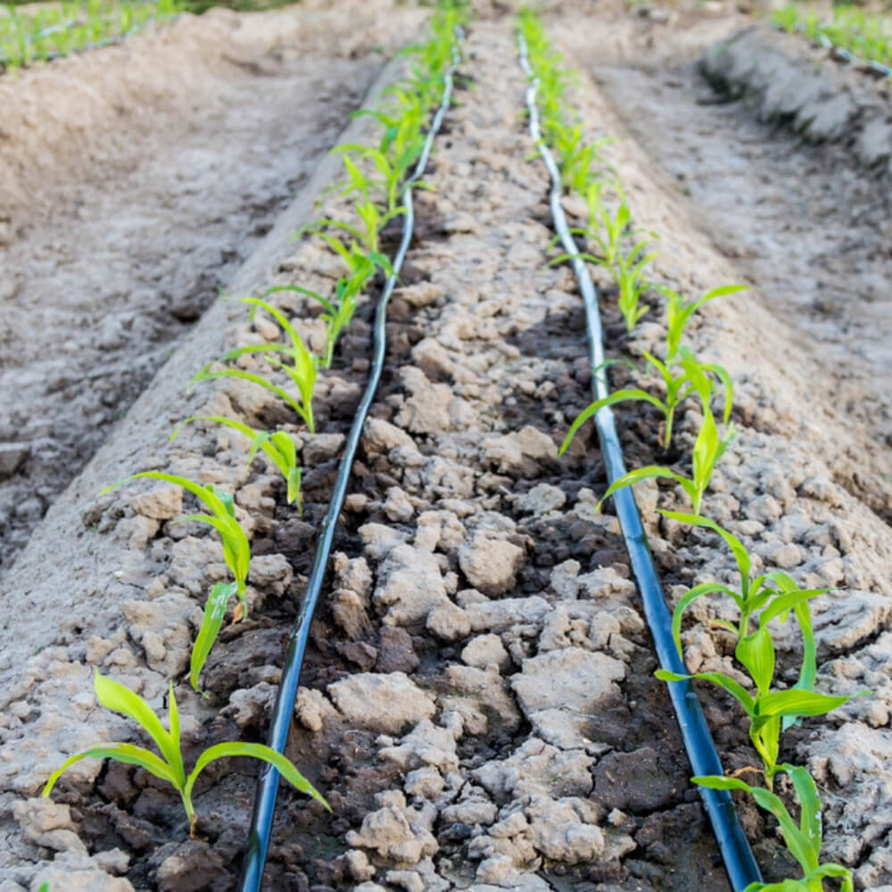 Tubería Agrícola Polietileno (4 BAR; P32). Rollos de 100m