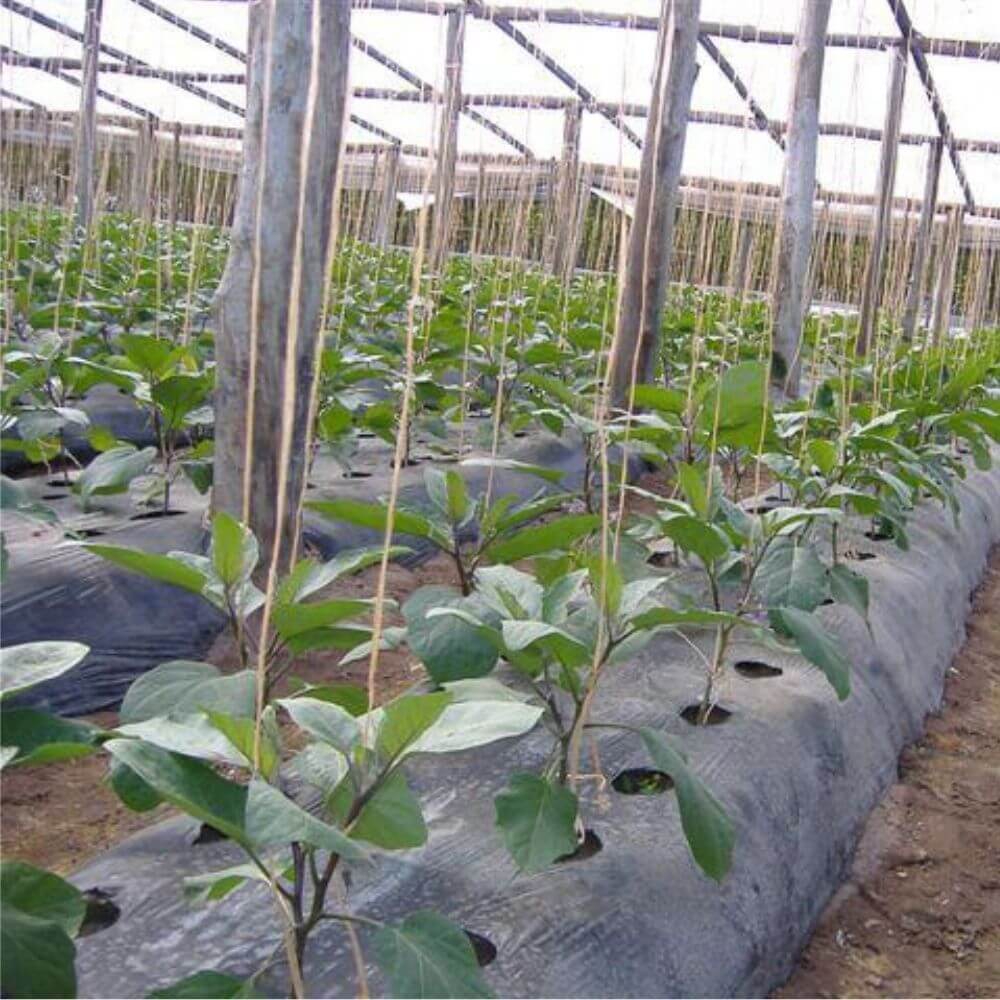 Plástico negro para siembra - 360m²