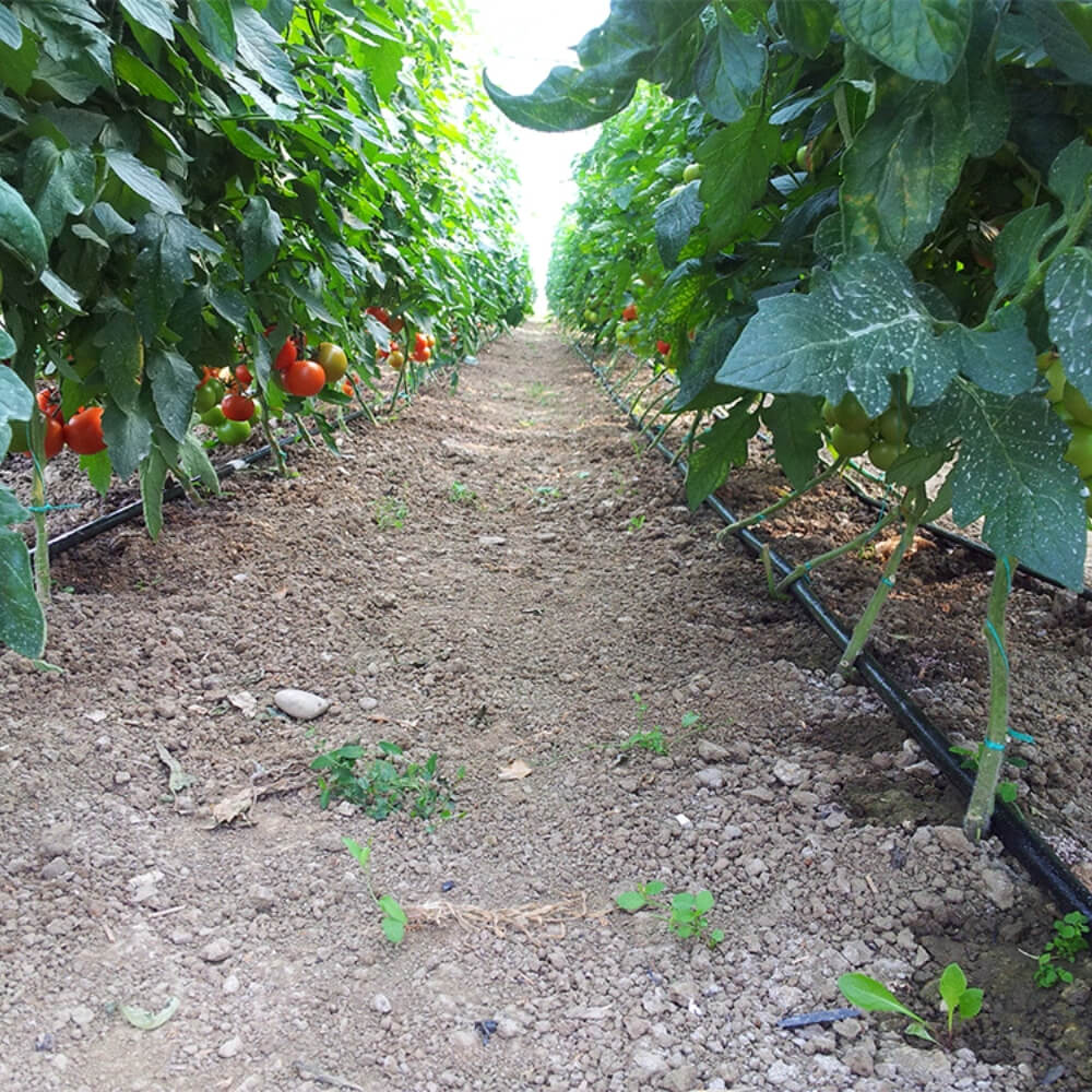 Tubería Agrícola Polietileno (10 BAR; P32). Rollos de 100m
