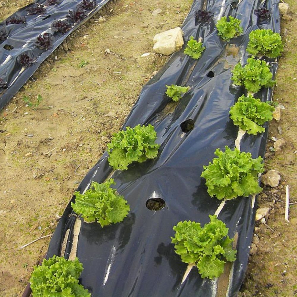 Plástico negro para siembra - 546m²