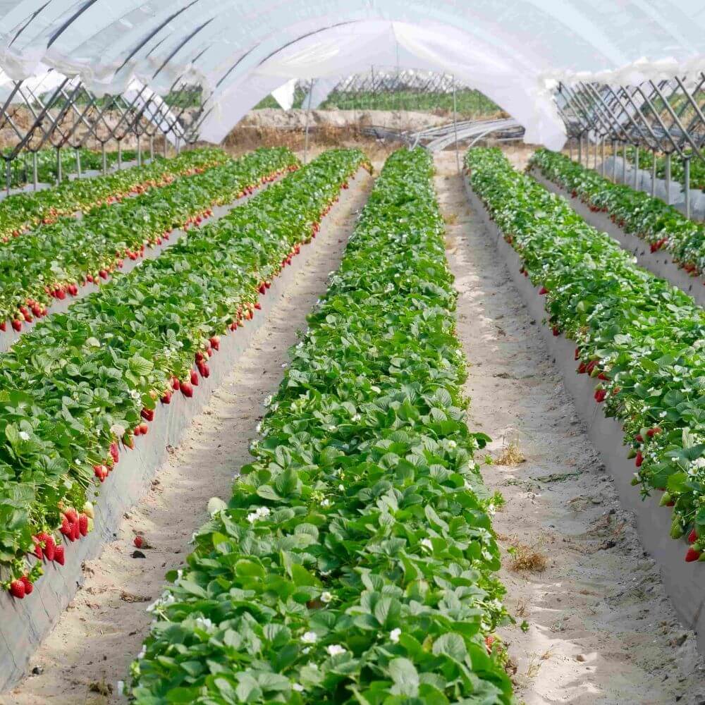 Plástico para siembra Natural - 508m²