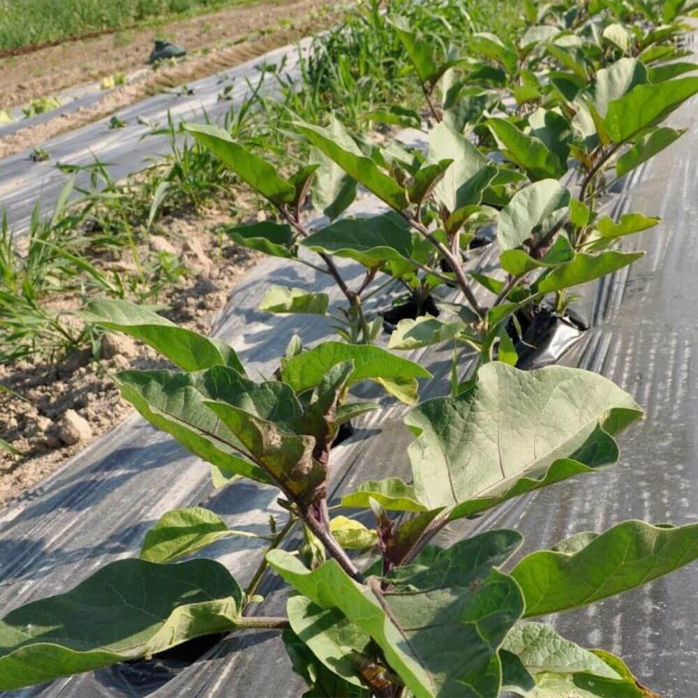 Plástico negro para siembra - 750m²