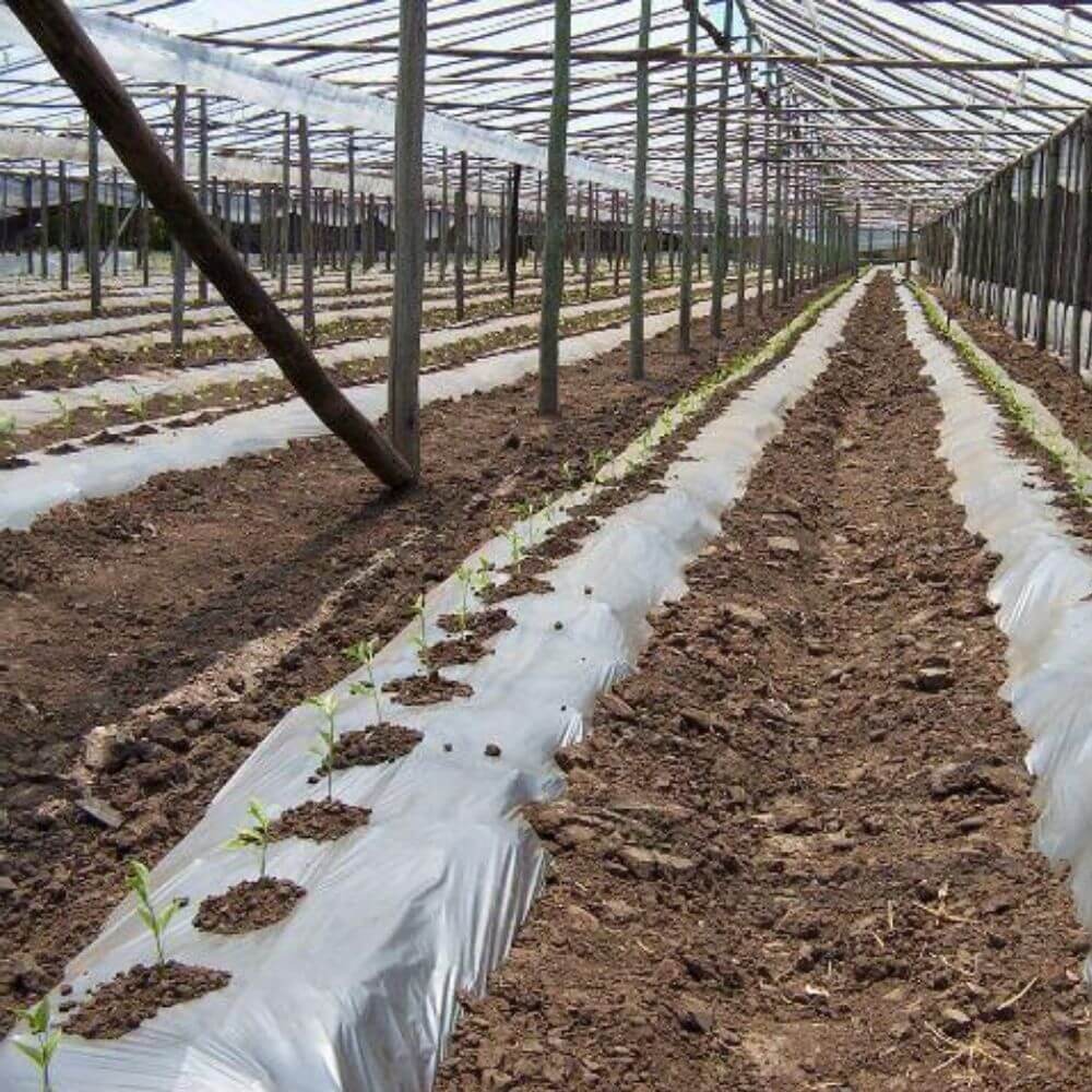 Plástico para siembra Natural - 800m²