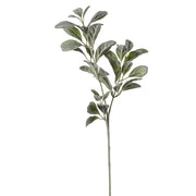 CINERARIA 70 CM (Pincha y Decora) (12 unidades)