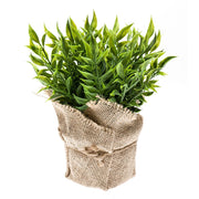 Arbusto RUSCUS con maceta entelada. Altura 20cm (MINI)