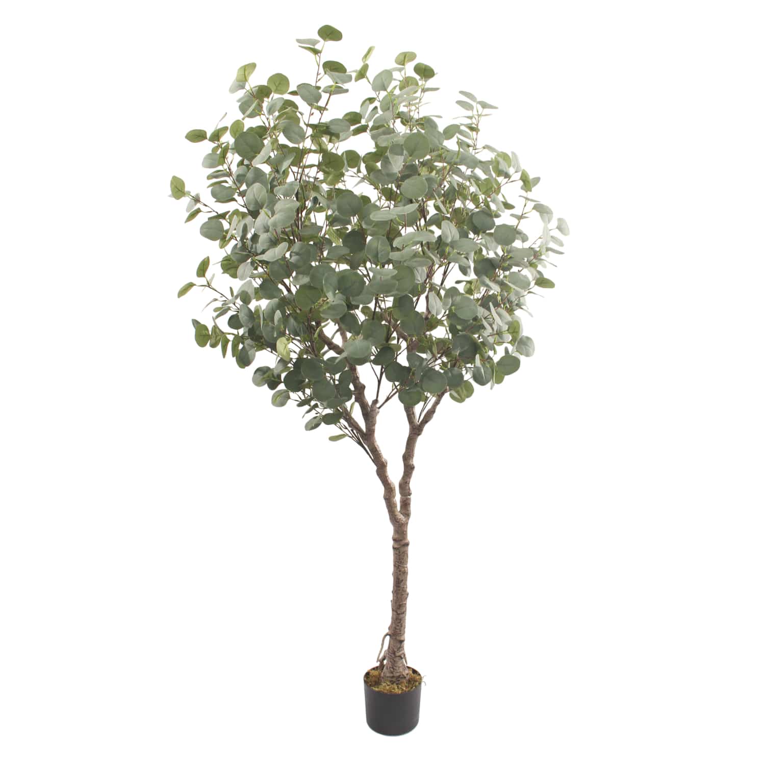 Eucalipto Deco 185