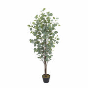 Eucalipto Nature 150