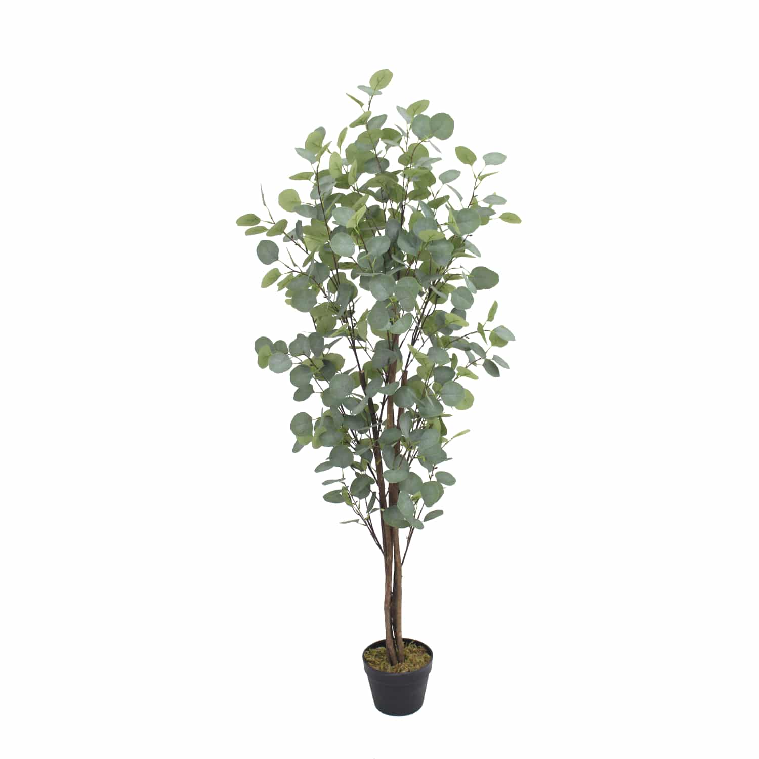 Eucalipto Nature 150