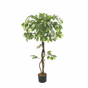 Ficus Deco 120