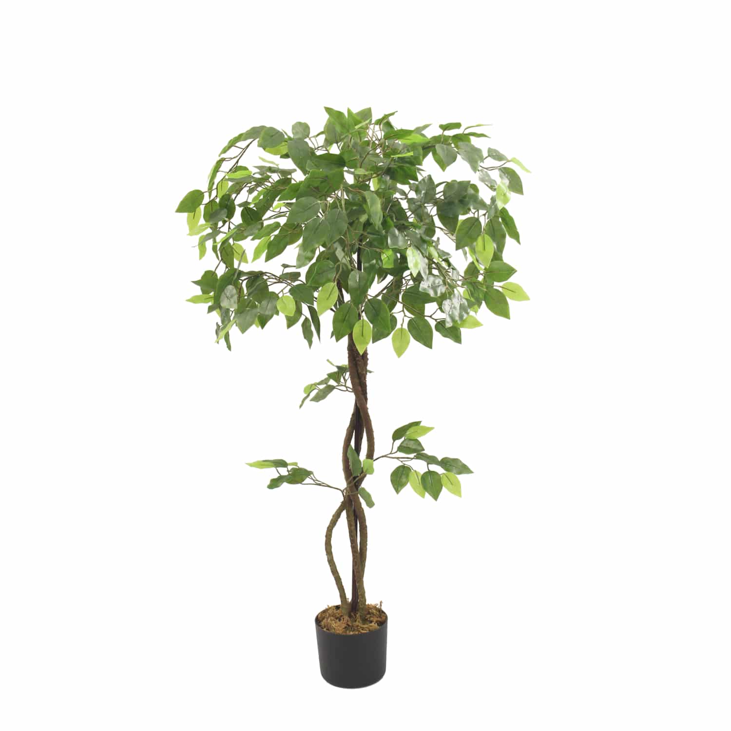 Ficus Deco 120
