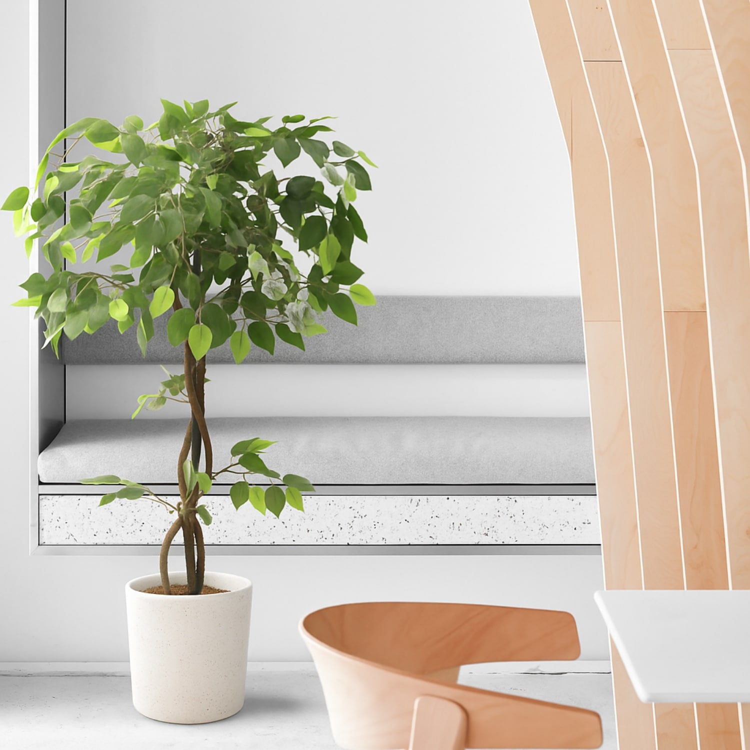 Ficus Deco 120