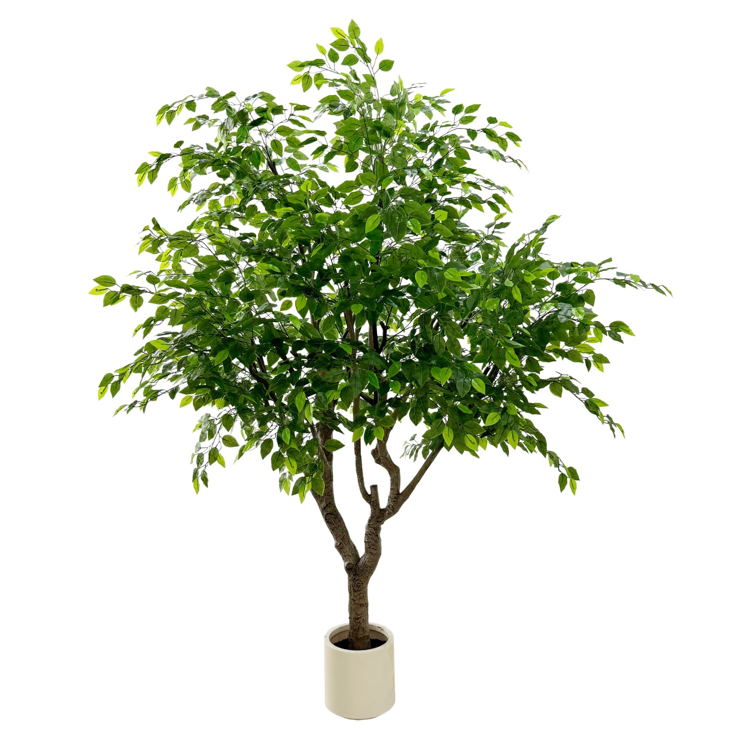 Ficus Luxe 250