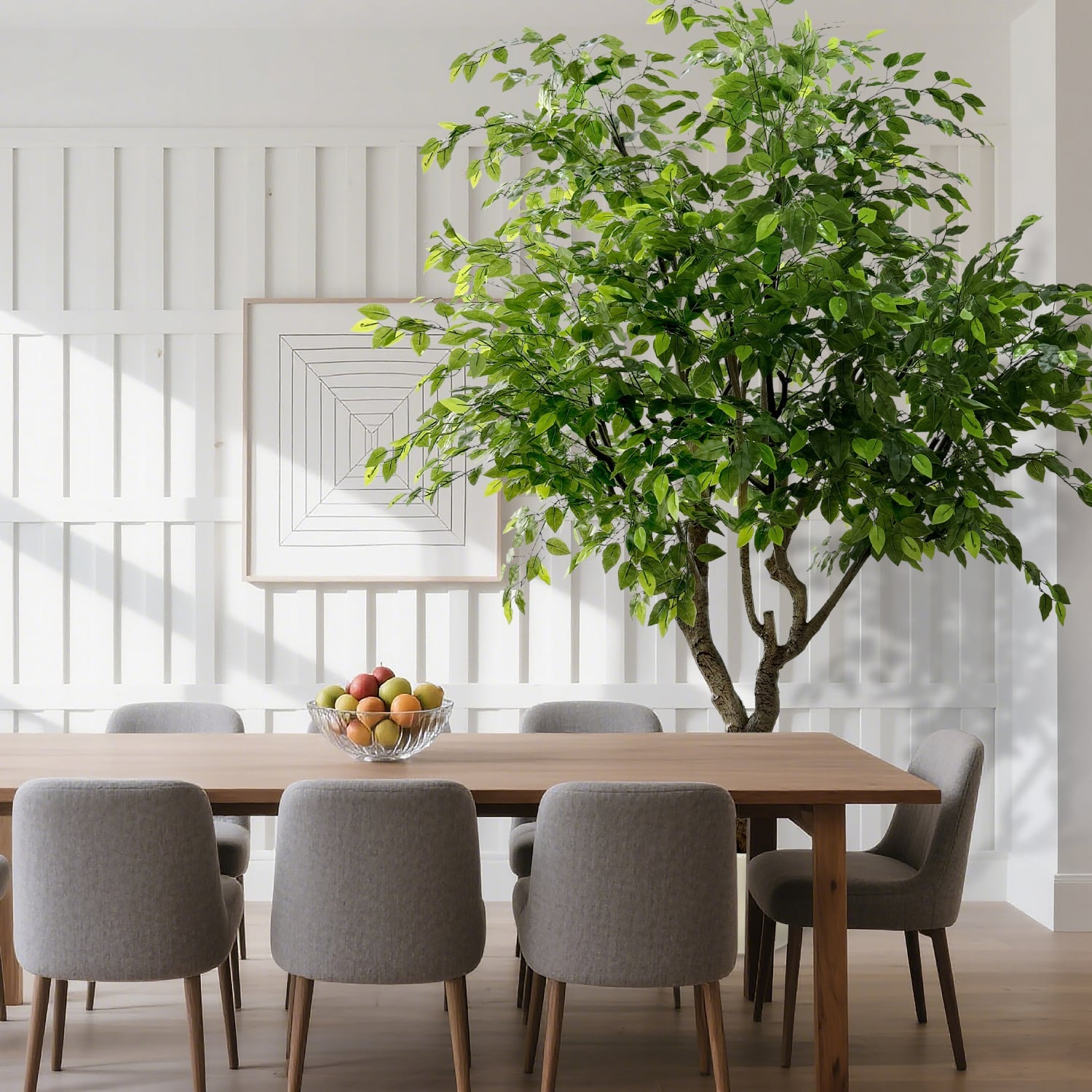 Ficus Luxe 250