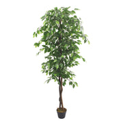 Ficus Nature 180