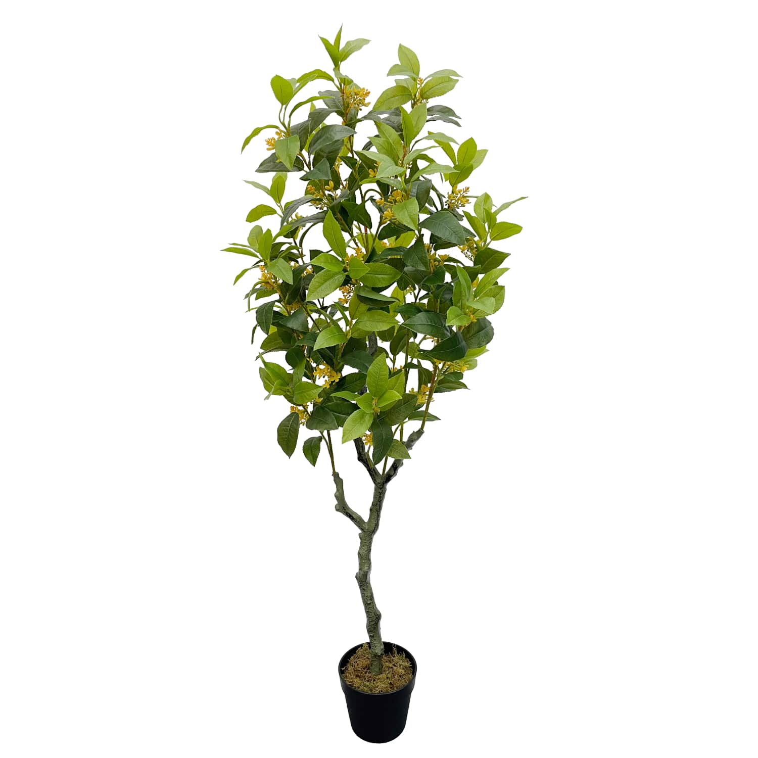 Limón Deco 135