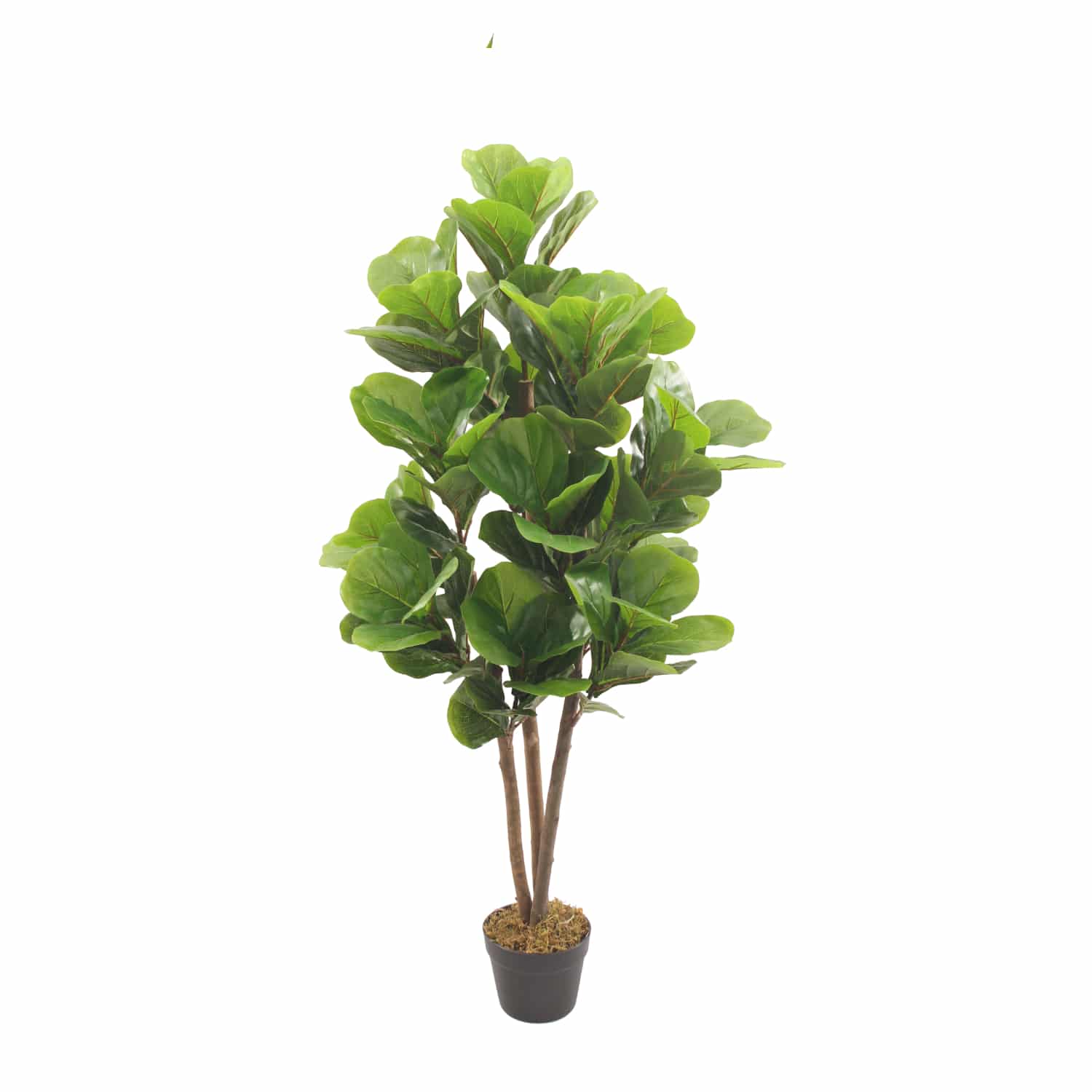 Lira Nature 120