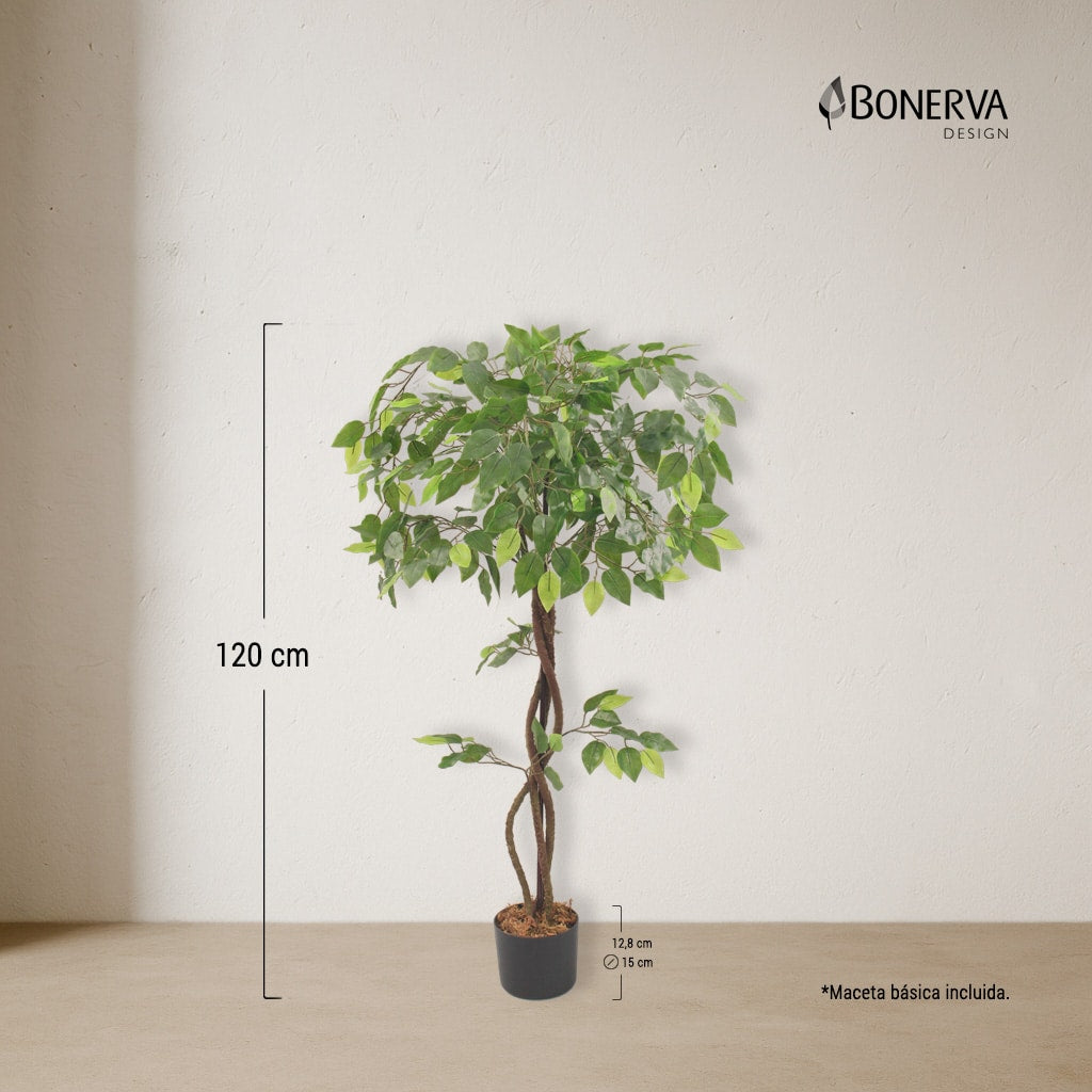Ficus Deco 120