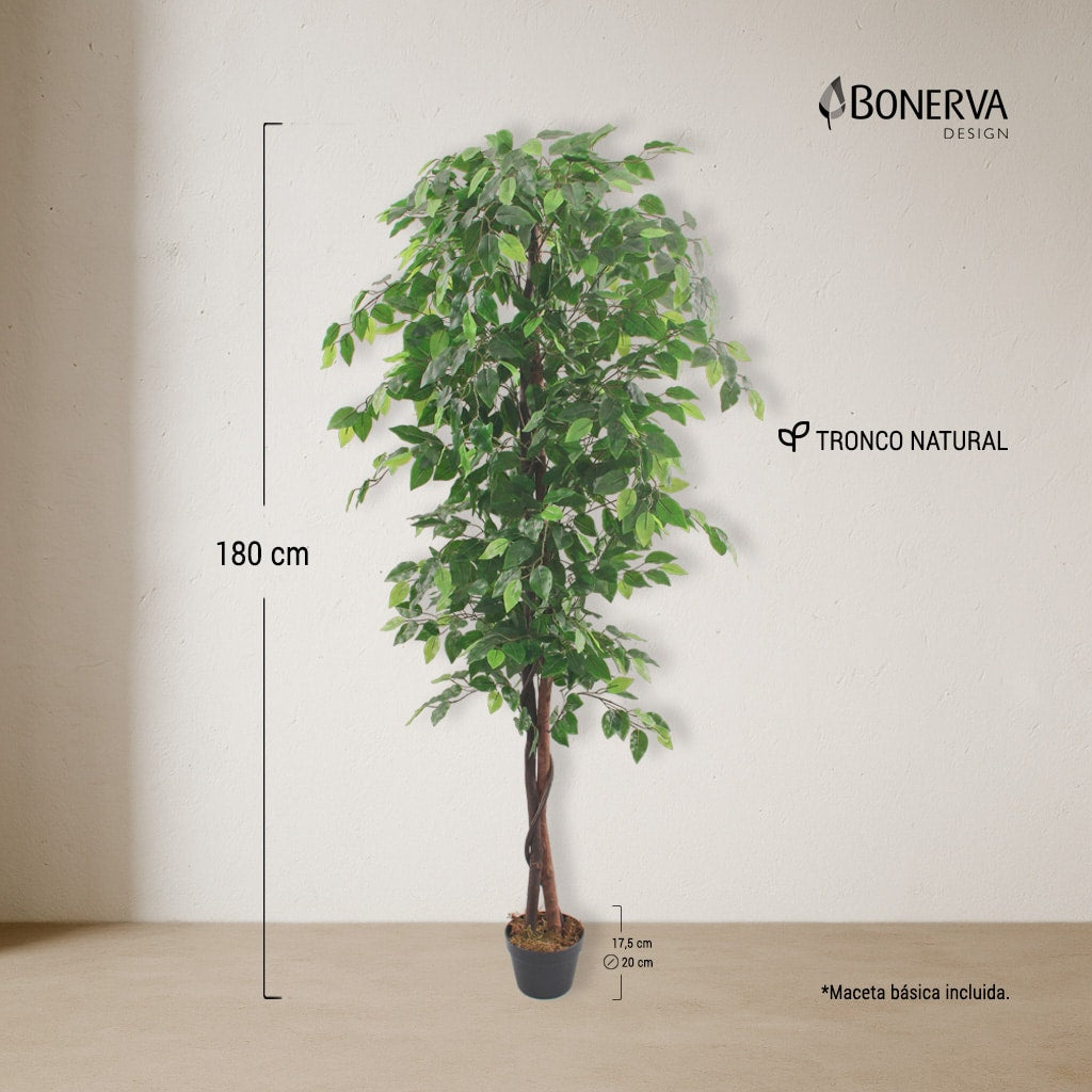 Ficus Nature 180