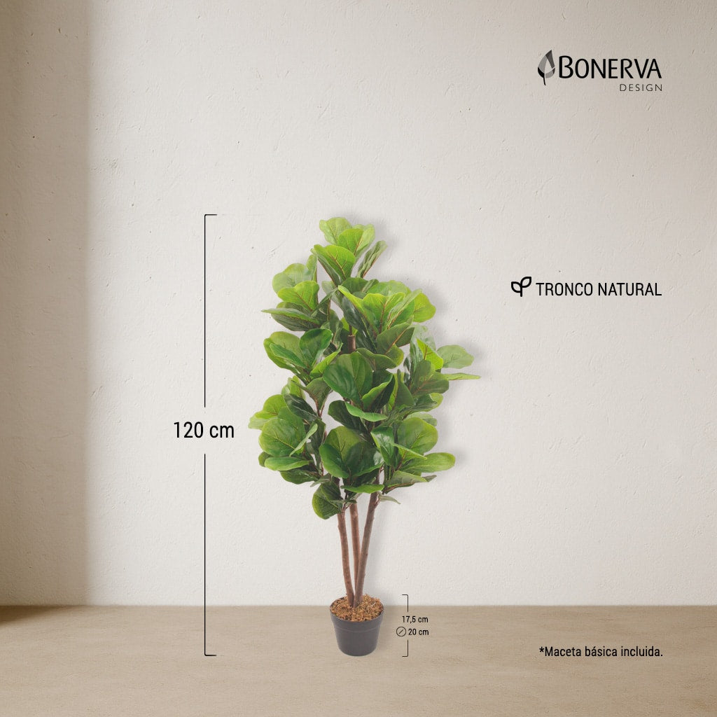 Lira Nature 120