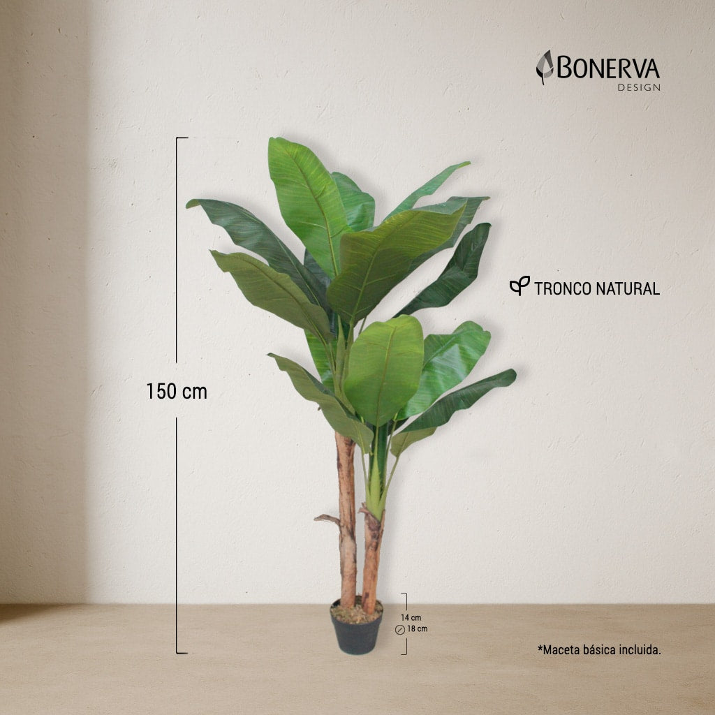 Platanera Nature 150