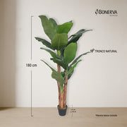 Platanera Nature 180