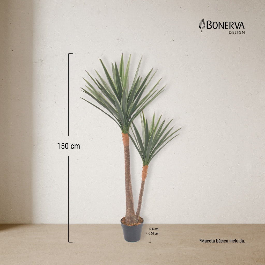 Yuca Deco 150