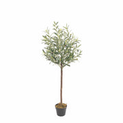 Olivo Nature 120