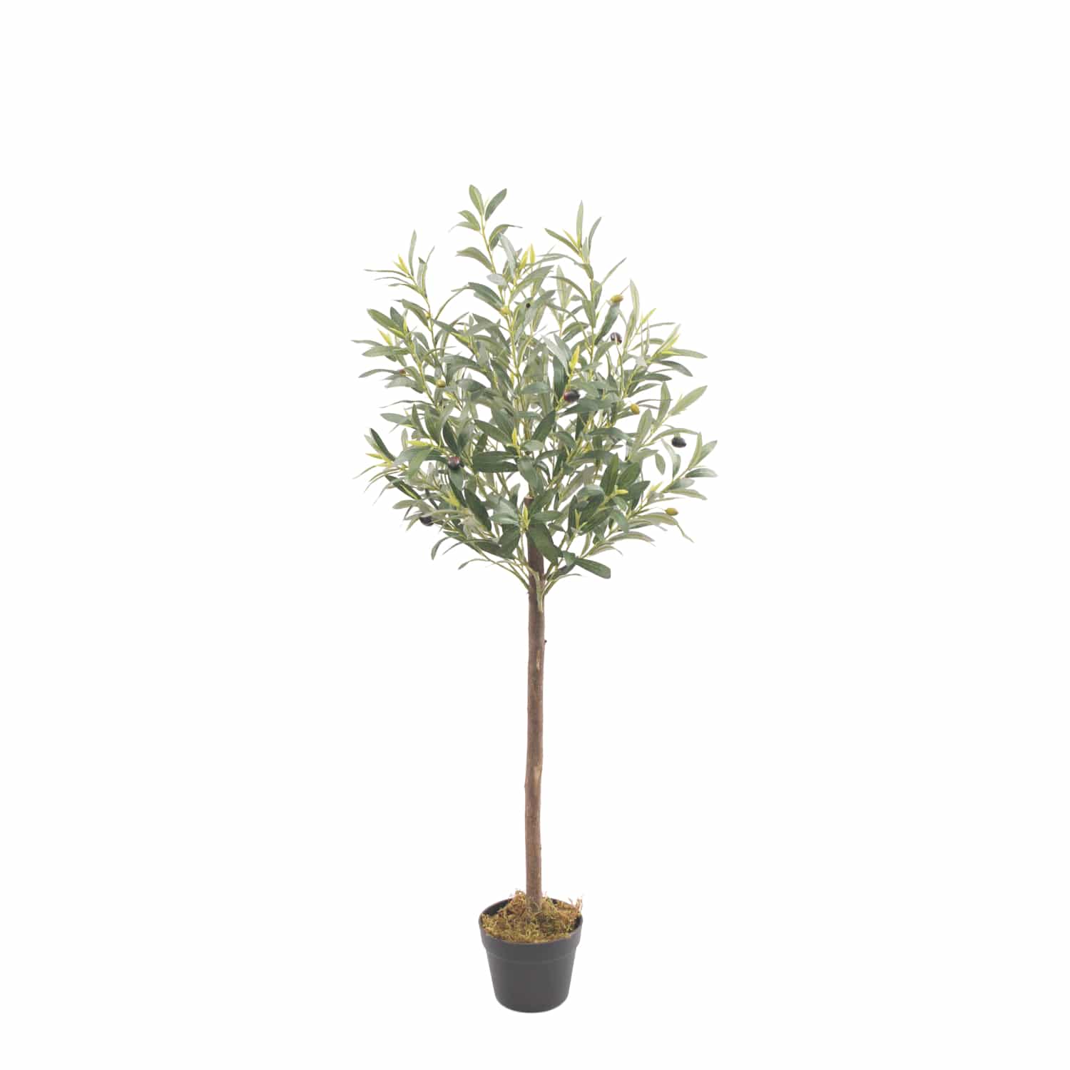 Olivo Nature 120