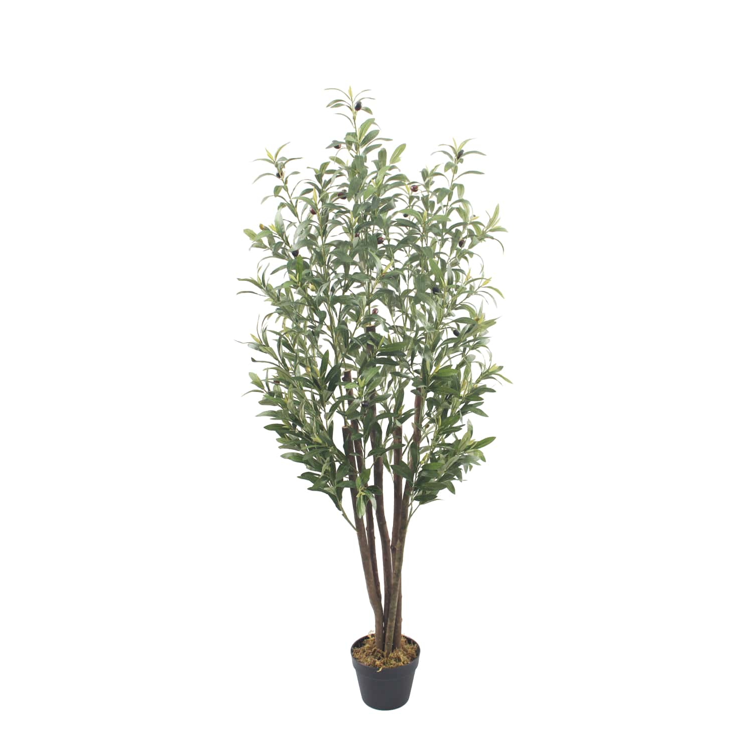 Olivo Nature 150