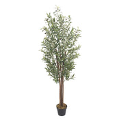 Olivo Nature 180
