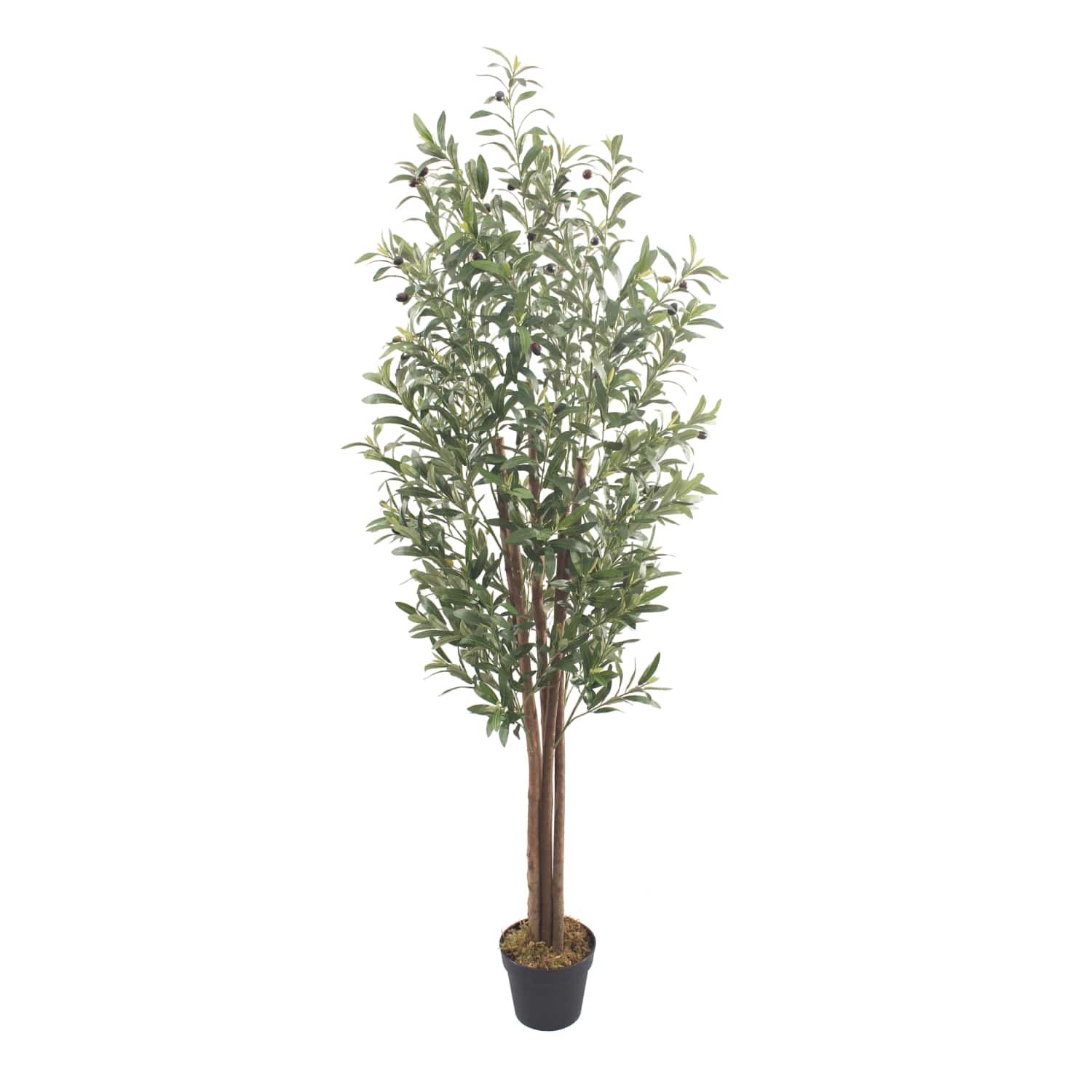 Olivo Nature 180