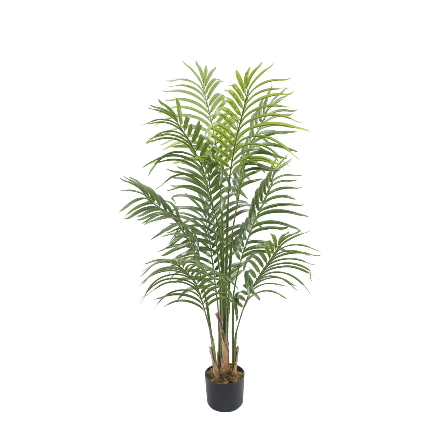Palmera Deco 120