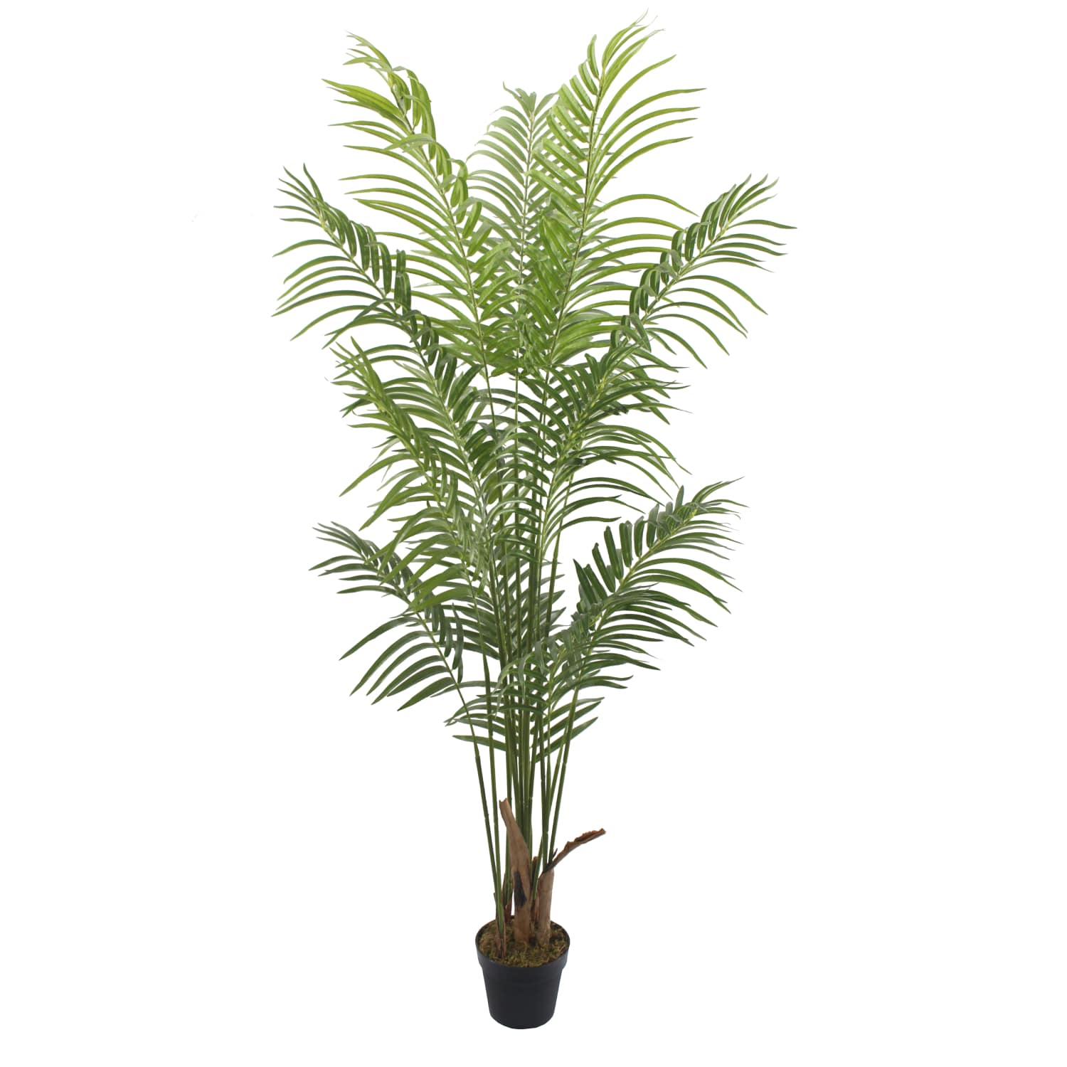 Palmera Deco 180