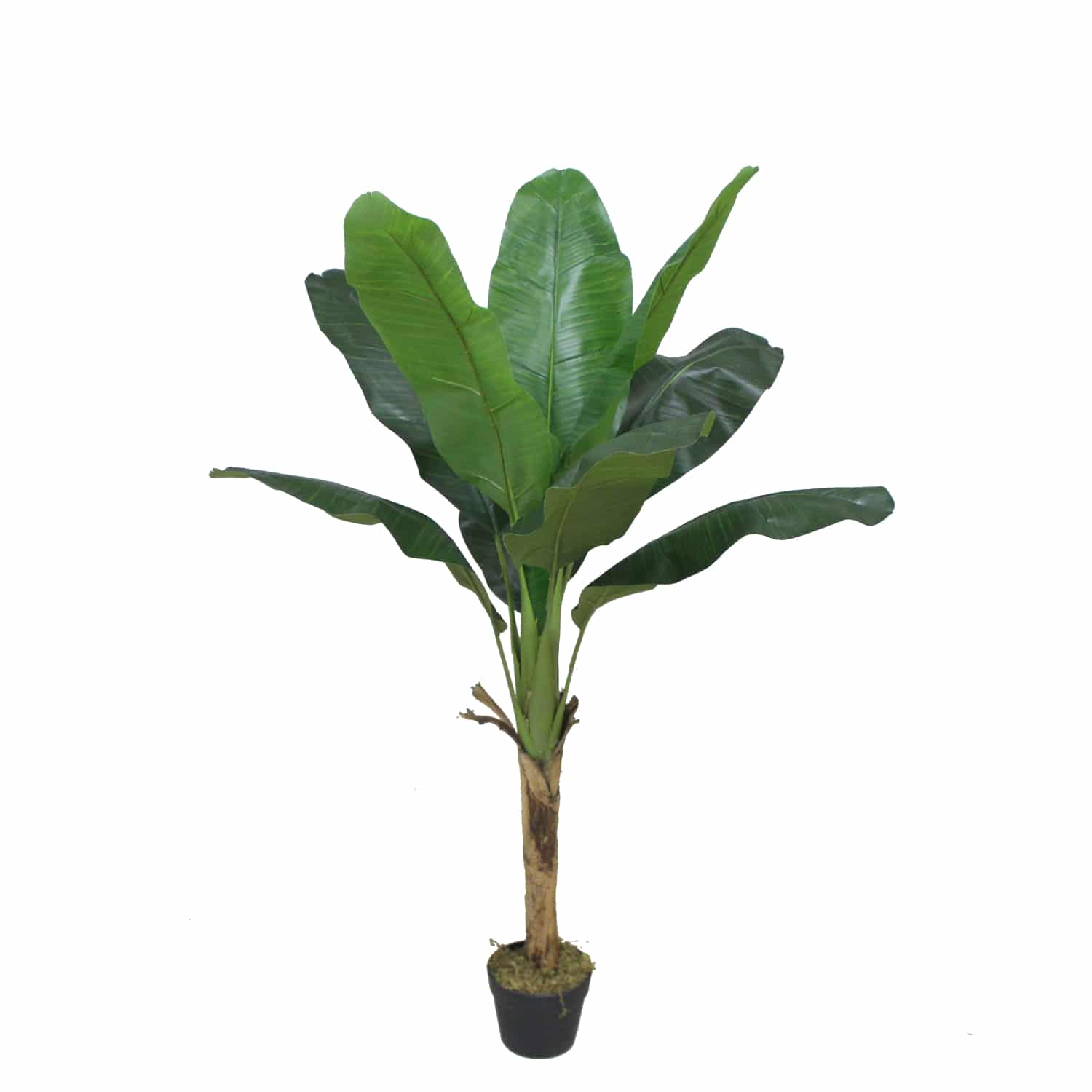 Platanera Nature 120