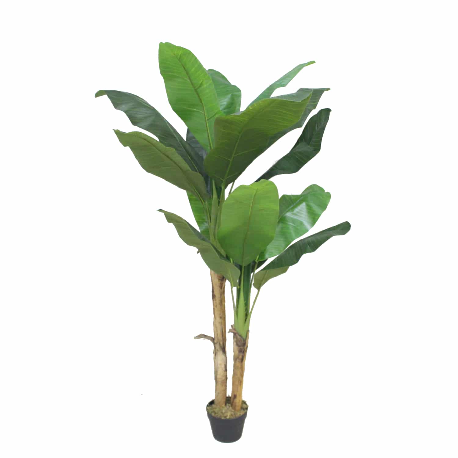Platanera Nature 150